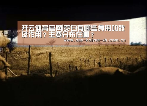 开云体育官网|茭白有哪些食用功效及作用?主要分布在哪?(图3) 开云体育官网